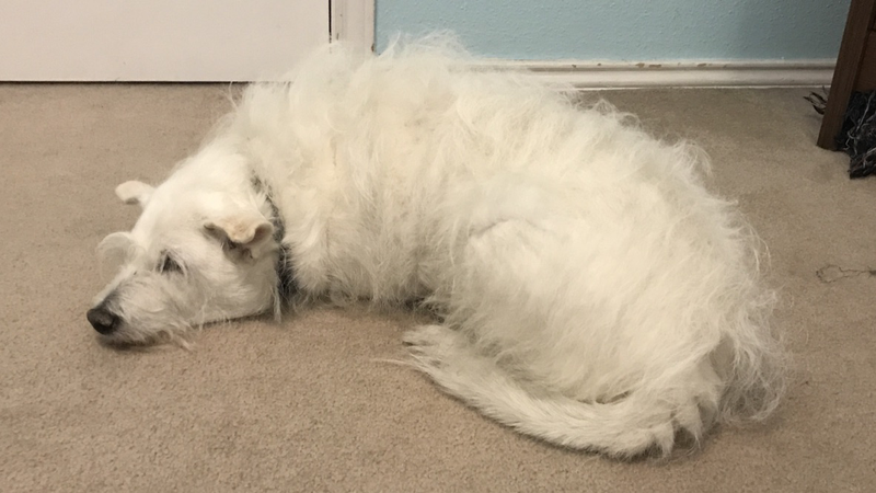 Slug-dog.